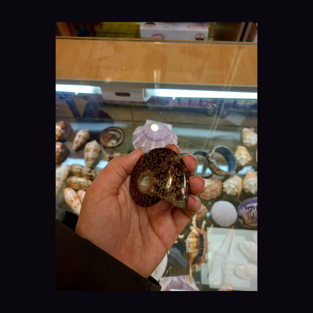 Ammonite, brown and grey organic mineral specimen