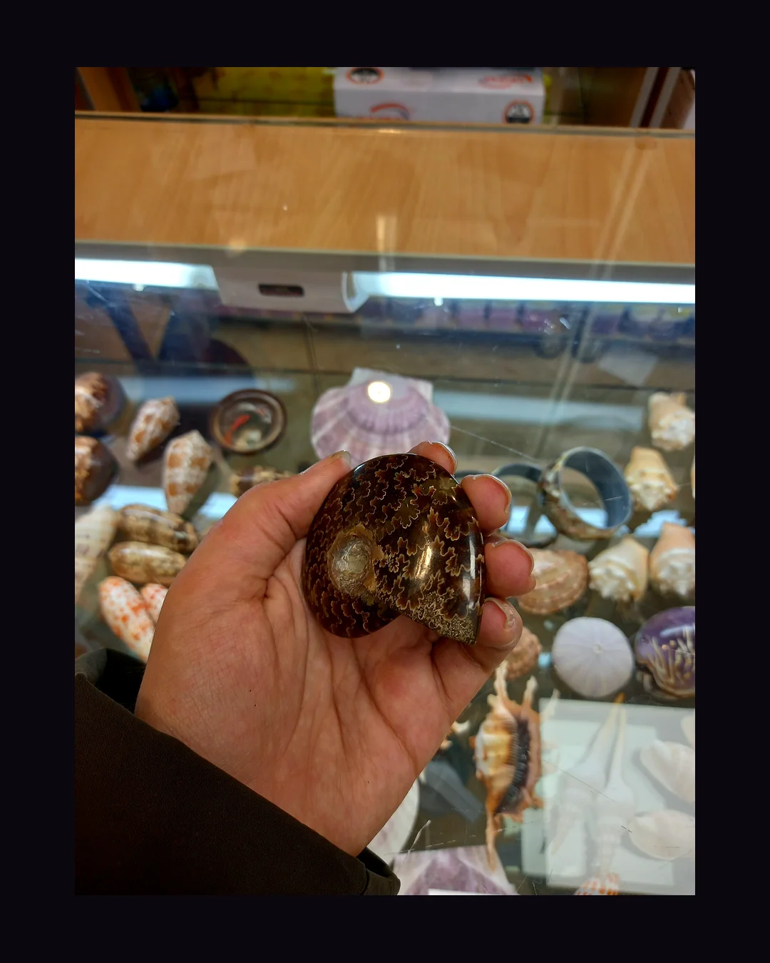 Ammonite, brown and grey organic mineral specimen