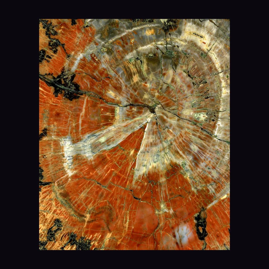 Petrified Wood, brown and tan organic mineral specimen